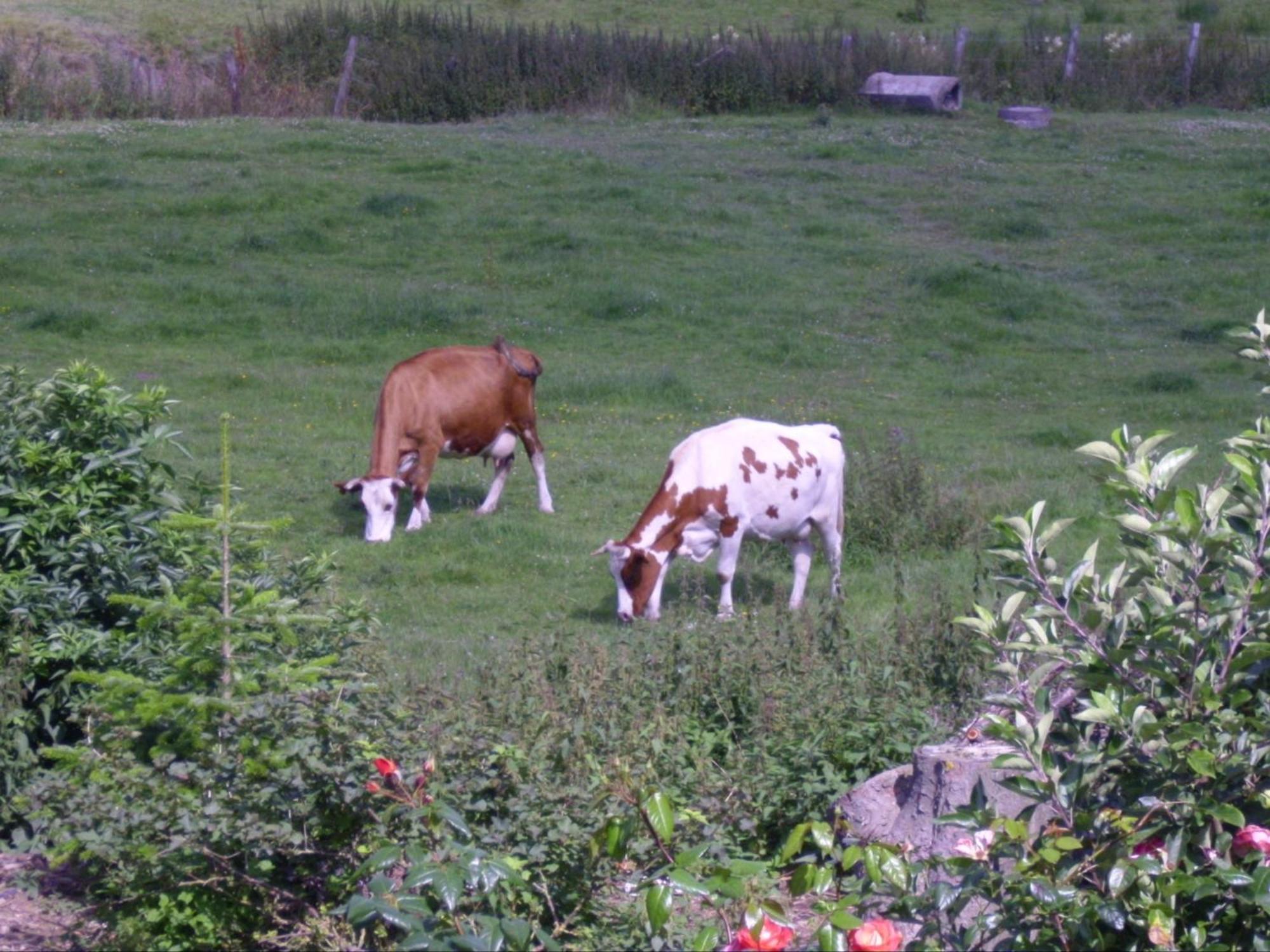 Willekes Bluetenhof Madfeld Zewnętrze zdjęcie